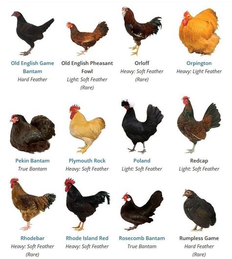 Bantam Chicken Breeds Chart: A Guide To Raising And Caring For Small ...