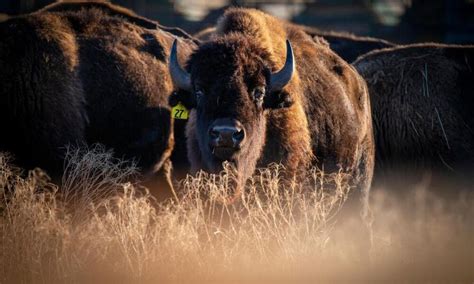 Bison help to restore grasslands in 2022 | Grassland, Native people ...