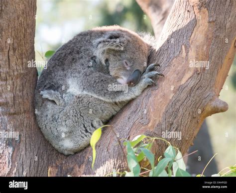 Koalas Sleeping