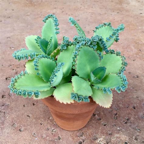 Mother of Thousands/Millions Succulent Organic Live | Etsy | Planting ...