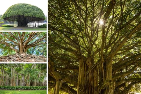 Pictures Of Banyan Tree