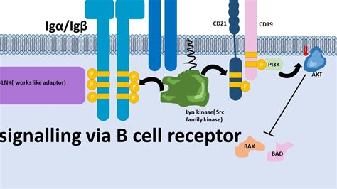 B Cell Receptor Structure