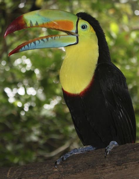 The Keel-billed Toucan (Ramphastos sulfuratus), also known as Sulfur ...