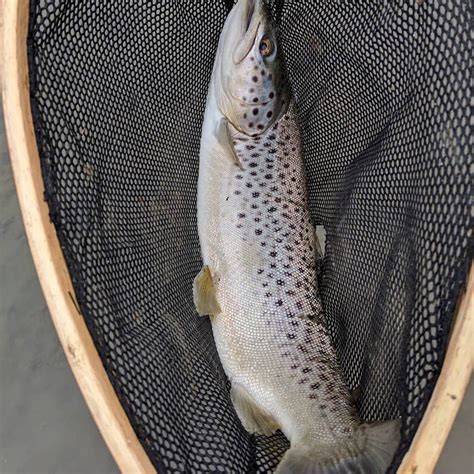 Brown Trout Fishing: Complete Angler's Guide - Best Fishing in America