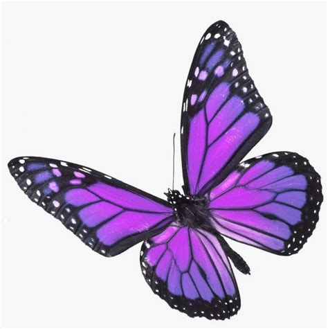 Purple Butterfly Png PNG Images | PNG Cliparts Free Download on SeekPNG