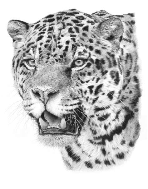 adam crisford drawings gallery | Leopard tattoos, Big cat tattoo, Black ...