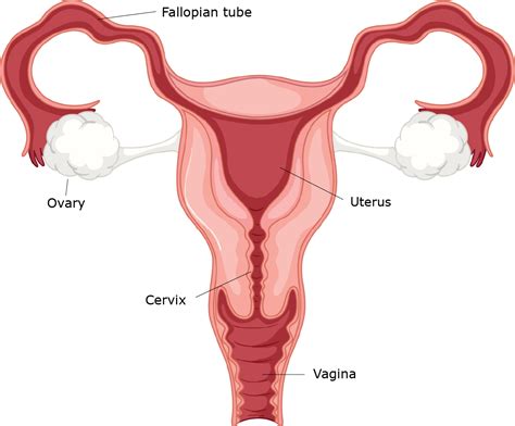 Reproductive System Female External