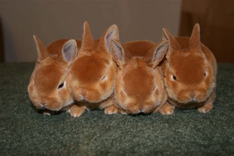 How much is a mini rex rabbit? - Rankiing Wiki : Facts, Films, Séries ...