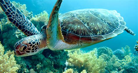 Rescued Green Sea Turtles | SEA LIFE Michigan Aquarium