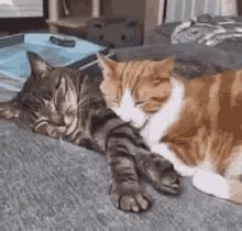 Cat Cuddle Cat GIF - Cat Cuddle Cat Cat Love - Discover & Share GIFs