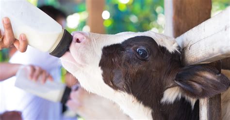 Calf Success: Milk Replacer Ingredients and Additives | Hubbard Feeds