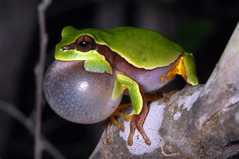 Pine Barrens Tree Frog Facts and Pictures