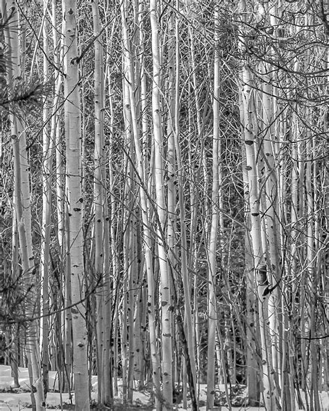 Black & White Aspen Photo Digital Art Nature Digital Art | Etsy | Aspen ...