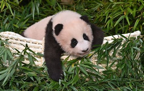 Meet Fu Bao, the first panda born in South Korea | Daily Sabah