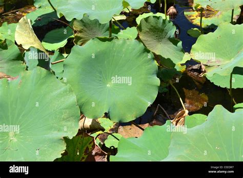 Lillypads on lake Stock Photo - Alamy