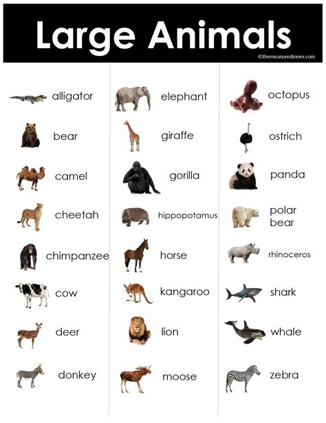 ESL Vocabulary Bundle: Large Animals - The Measured Mom