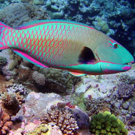 Parrotfish | Egypt Divers