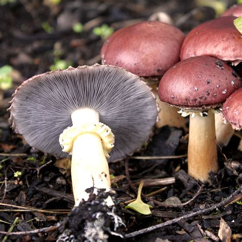 King Stropharia - Stropharia rugosoannulata, red - pure culture for ...