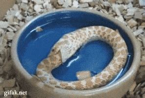 Eating A Snake GIFs - Find & Share on GIPHY