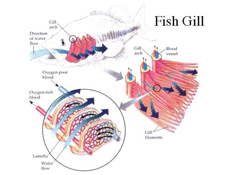 Fish Gill