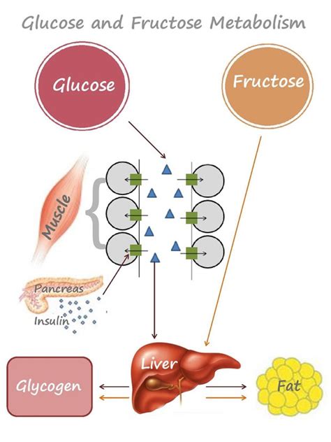 What and How Your Body Metabolises Sugar - Glucose and Fructose