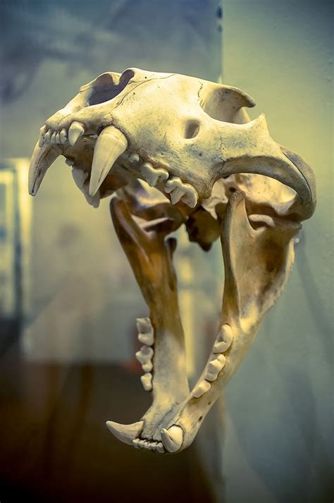 800+ best images about Skulls/Skeleton/Bones on Pinterest | Behance ...