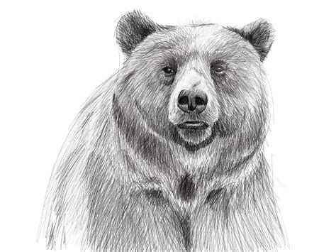 Realistic Bear Drawing at PaintingValley.com | Explore collection of ...