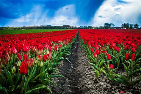 Tulip Route Dronten - Tulips in Holland