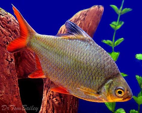 Tinfoil Barb Factoids 13cm - Sydney Discus World Aquariums Products