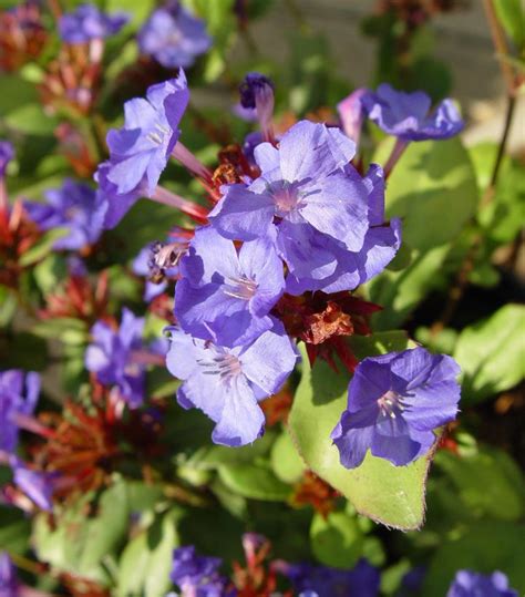 Ceratostigma plumbaginoides Leadwort from Prides Corner Farms