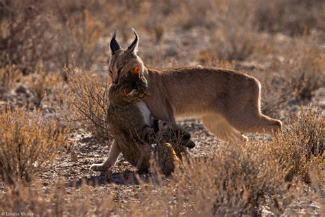 Animal vs. Animal Pictorial; These are accounts of natural ...