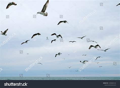 Different Types Seagulls Sky Birds Fly Stock Photo 1696868104 ...