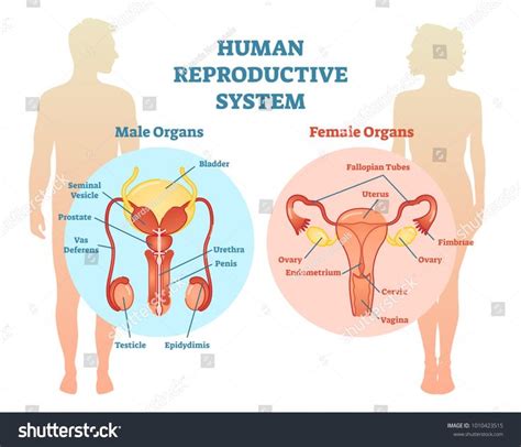 Human Reproductive System Vector Illustration Diagram Stock Vector ...