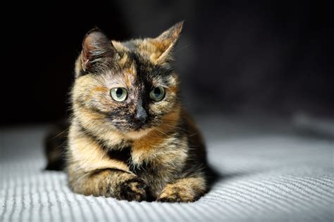 Discover Unique, Colorful, & Multifaceted Facts About Tortie Cat ...