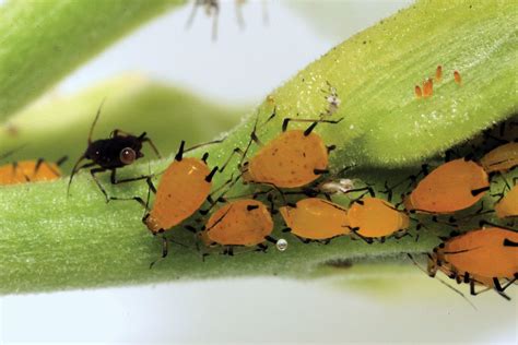 What Color Are Aphid Eggs? Exploring Natures Tiny Mysteries