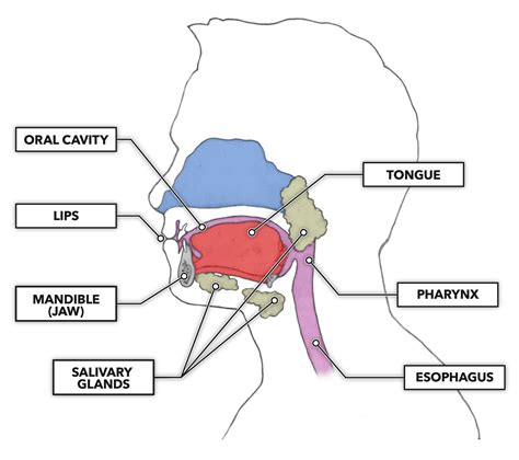 CrossFit | The Gastrointestinal System: The Mouth and Tongue