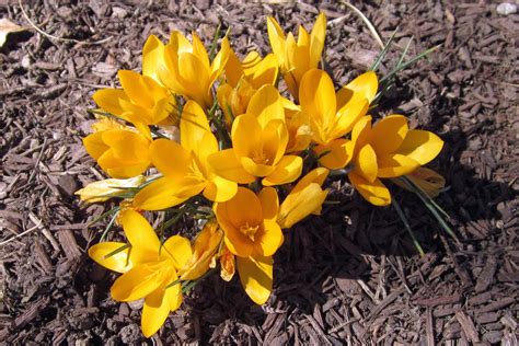 Yellow crocuses | Crocus flower, Yellow crocus, Crocus