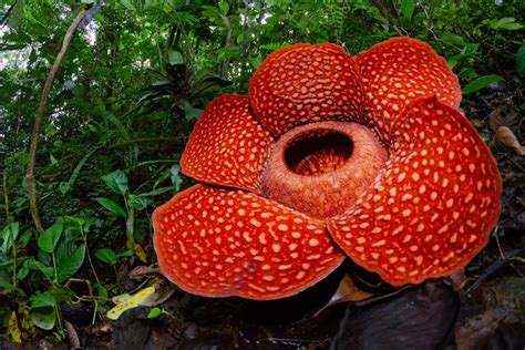 Mengenal Rafflesia, Bunga Langka dan Terbesar di Dunia Halaman all ...