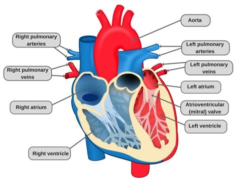 Circulatory System Labeled Heart