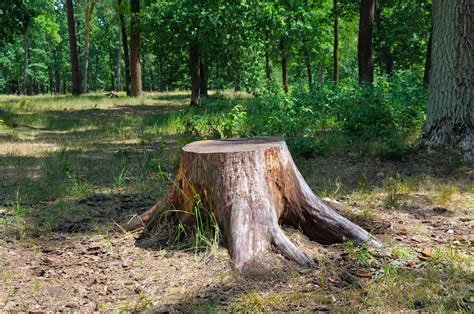 Shoo Stump! Everything You Need to Know About Stump Removal