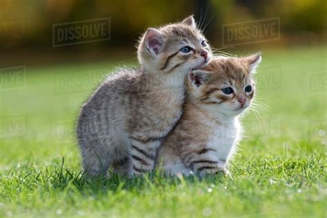 Two kittens on grass - Stock Photo - Dissolve