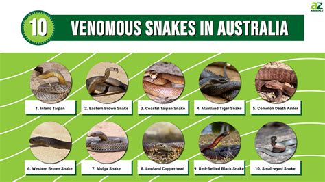 10 Venomous Snakes In Australia - A-Z Animals