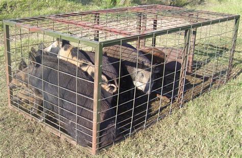 High Quality Custom Feral Hog Traps by "BOSS HAWG", Cross Plains Texas