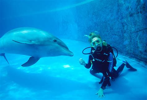 Dolphin Scuba Diving