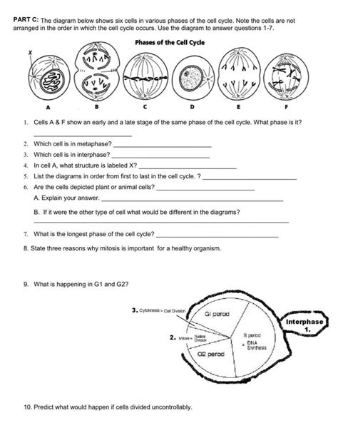 Solved CELL CYCLE WORKSHEET Name: PART A: MITOSIS Matching: | Chegg.com