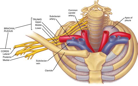 Anatomy of the Thoracic Outlet - Thoracic Surgery Clinics