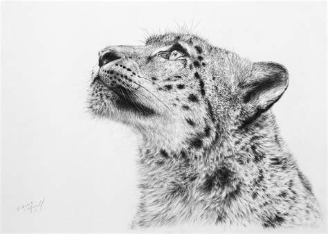 'Panthera uncia' (latin name for snow leopard) is an open edition ...