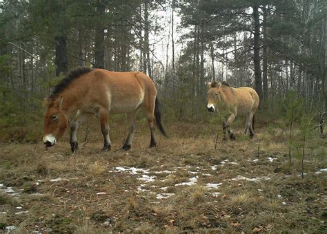 How Chernobyl has become an unexpected haven for wildlife