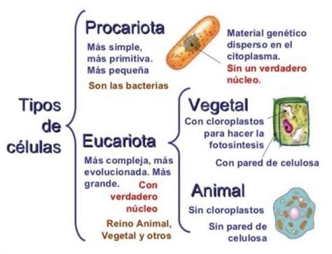 Cuadro Sinoptico De La Celula