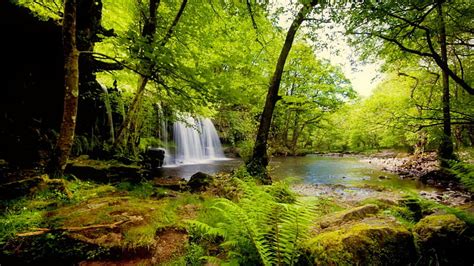 Nature, Plant, Fern, Forest, Earth, Tropical, Jungle, Sunbeam, Greenery ...